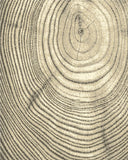 Cambium